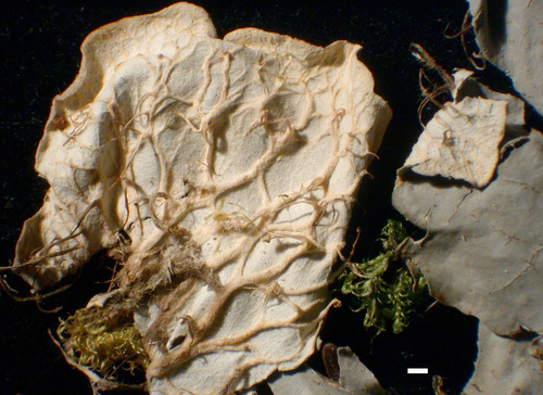 Peltigera membranacea - Lower