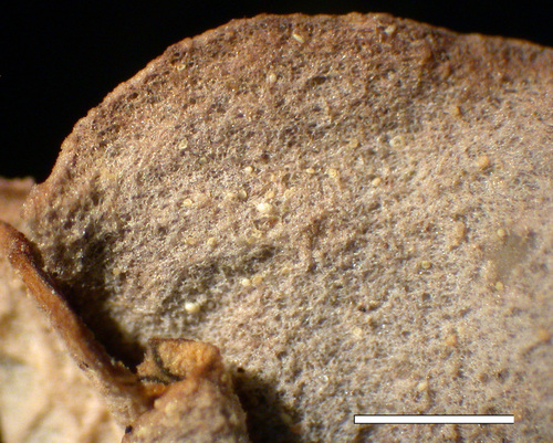 Peltigera membranacea - Upper surface