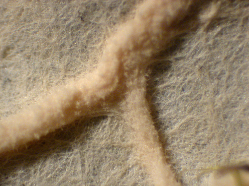 Peltigera membranacea - Veins, tomentose
