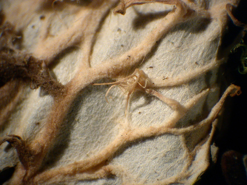 Peltigera membranacea - Veins