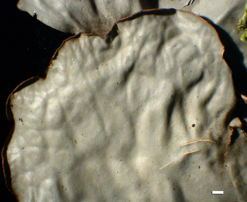 Peltigera neopolydactyla - Upper surface
