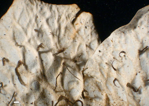 Peltigera neopolydactyla - Lower