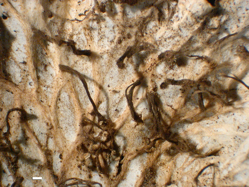 Peltigera neopolydactyla - Lower, older
