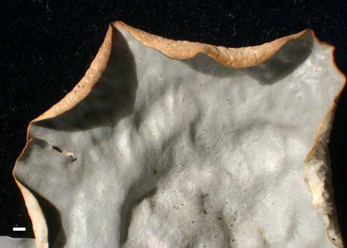 Peltigera neopolydactyla - Lobes