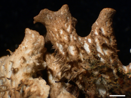 Peltigera polydactylon - Lower