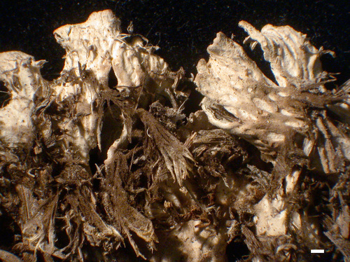 Peltigera ponojensis - Lower