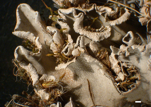 Peltigera ponojensis - Lobes