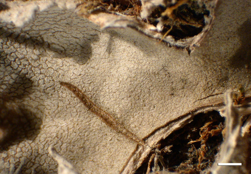 Peltigera ponojensis - Upper surface