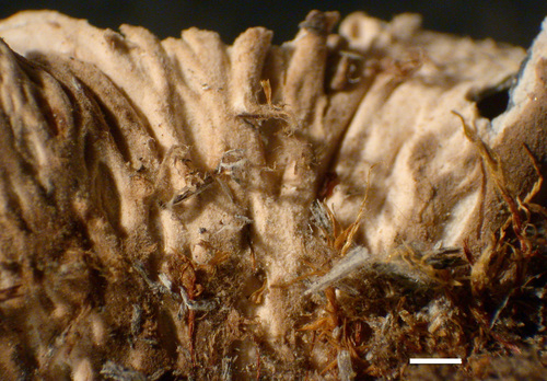 Peltigera ponojensis - Veins