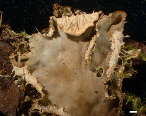 Peltigera praetextata - Upper surface