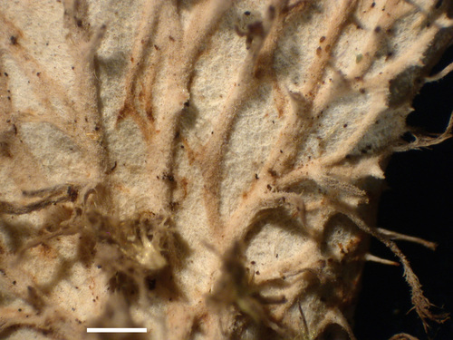 Peltigera praetextata - Veins