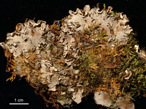 Peltigera rufescens - Habit