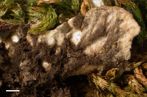 Peltigera rufescens - Lower