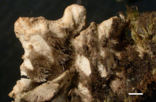 Peltigera rufescens - Rhizines