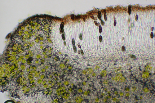 Phaeophyscia decolor - Apothecia