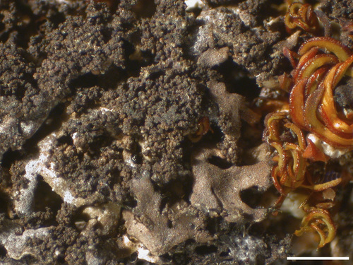 Phaeophyscia sciastra - Soredia