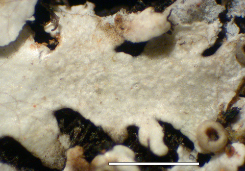 Physcia alnophila - Upper surface