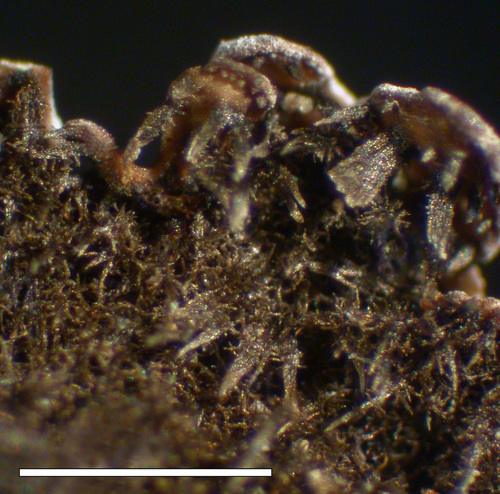Physconia enteroxantha - Lower