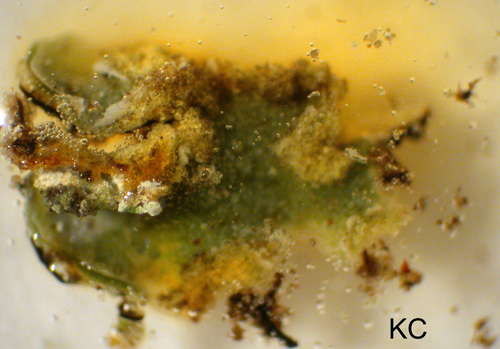 Physconia enteroxantha - KC test