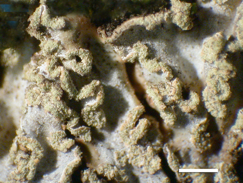 Physconia enteroxantha - Soralia