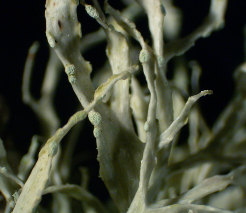 Ramalina farinacea - Branches