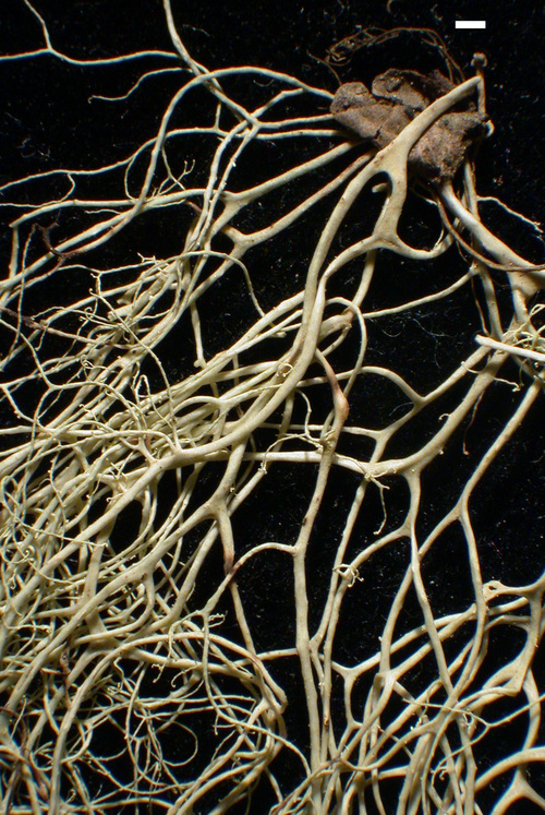 Ramalina thrausta - Branches