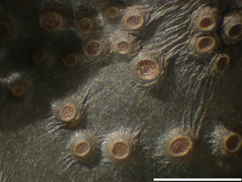 Scytinium gelatinosum - Apothecia
