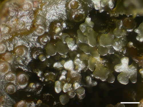 Scytinium gelatinosum - Lobules moist