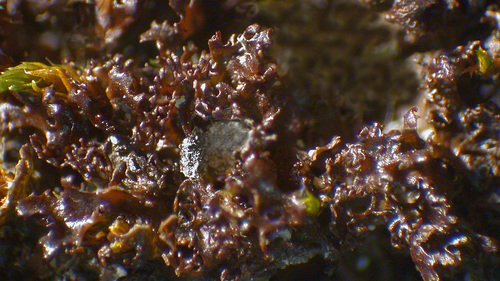 Scytinium lichenoides - Habit