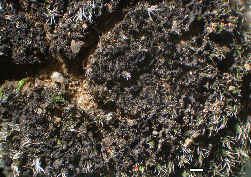 Scytinium lichenoides - Habit