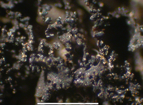 Scytinium lichenoides - Isidia