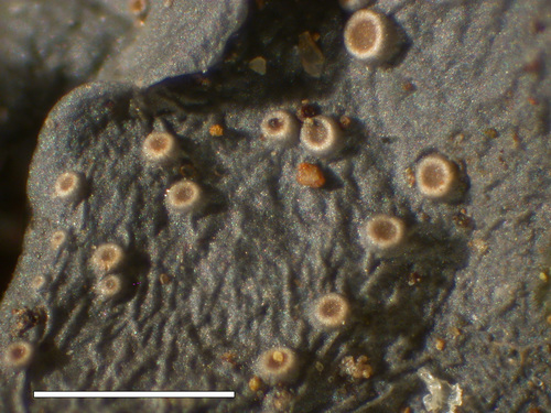 Scytinium polycarpum - Apothecia