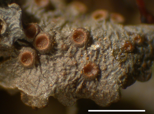Scytinium polycarpum - Apothecia