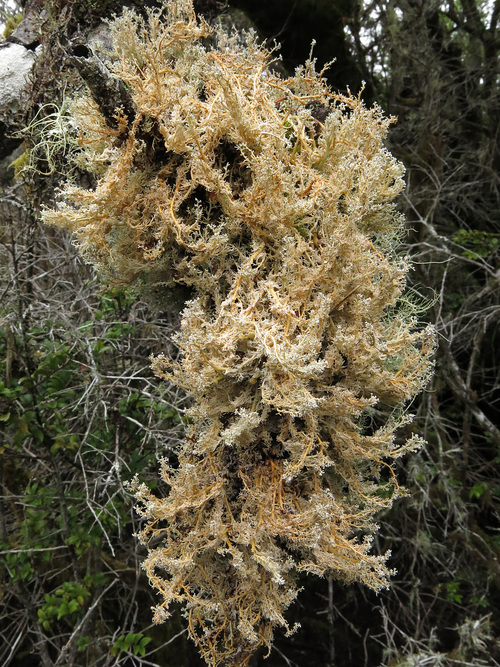Sphaerophorus venerabilis - Field habit