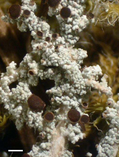 Stereocaulon tomentosoides - Apothecia