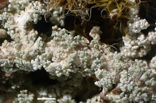 Stereocaulon tomentosoides - Phyllocladia