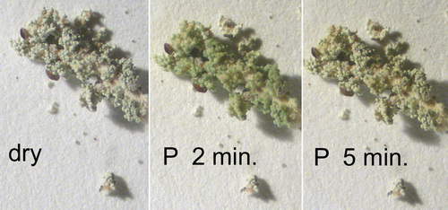 Stereocaulon tomentosoides - P test