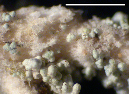 Stereocaulon tomentosoides - Tomentum