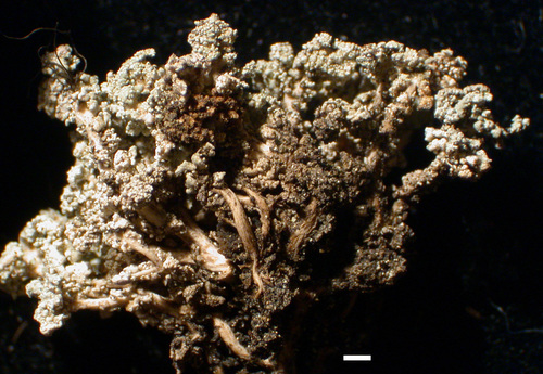 Stereocaulon vesuvianum - Branches