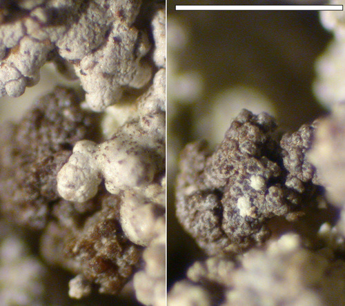 Stereocaulon vesuvianum - Cephalodia