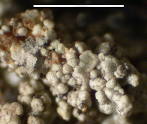 Stereocaulon vesuvianum - Phyllocladia