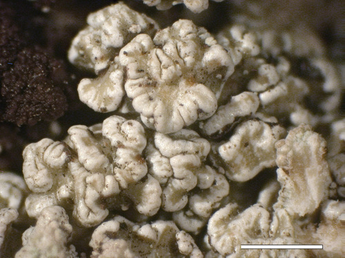 Stereocaulon vesuvianum - Phyllocladia