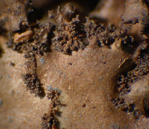 Sticta rhizinata - Isidia