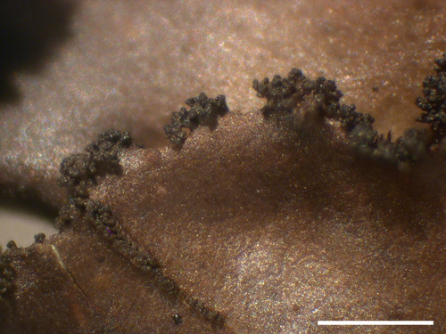 Sticta rhizinata - Isidia