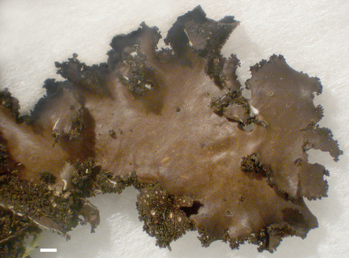 Sticta rhizinata - Upper