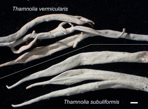 Thamnolia vermicularis - Habit