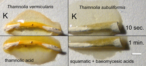 Thamnolia vermicularis - K test