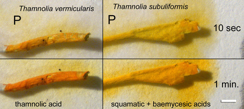 Thamnolia vermicularis - P test