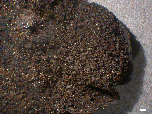 Umbilicaria angulata - Lower