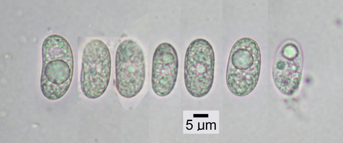 Umbilicaria angulata - Spores